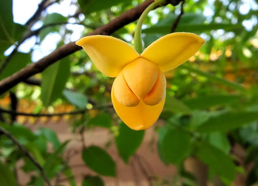 Le Romduol : la fleur nationale du Cambodge et symbole de l’identité khmère